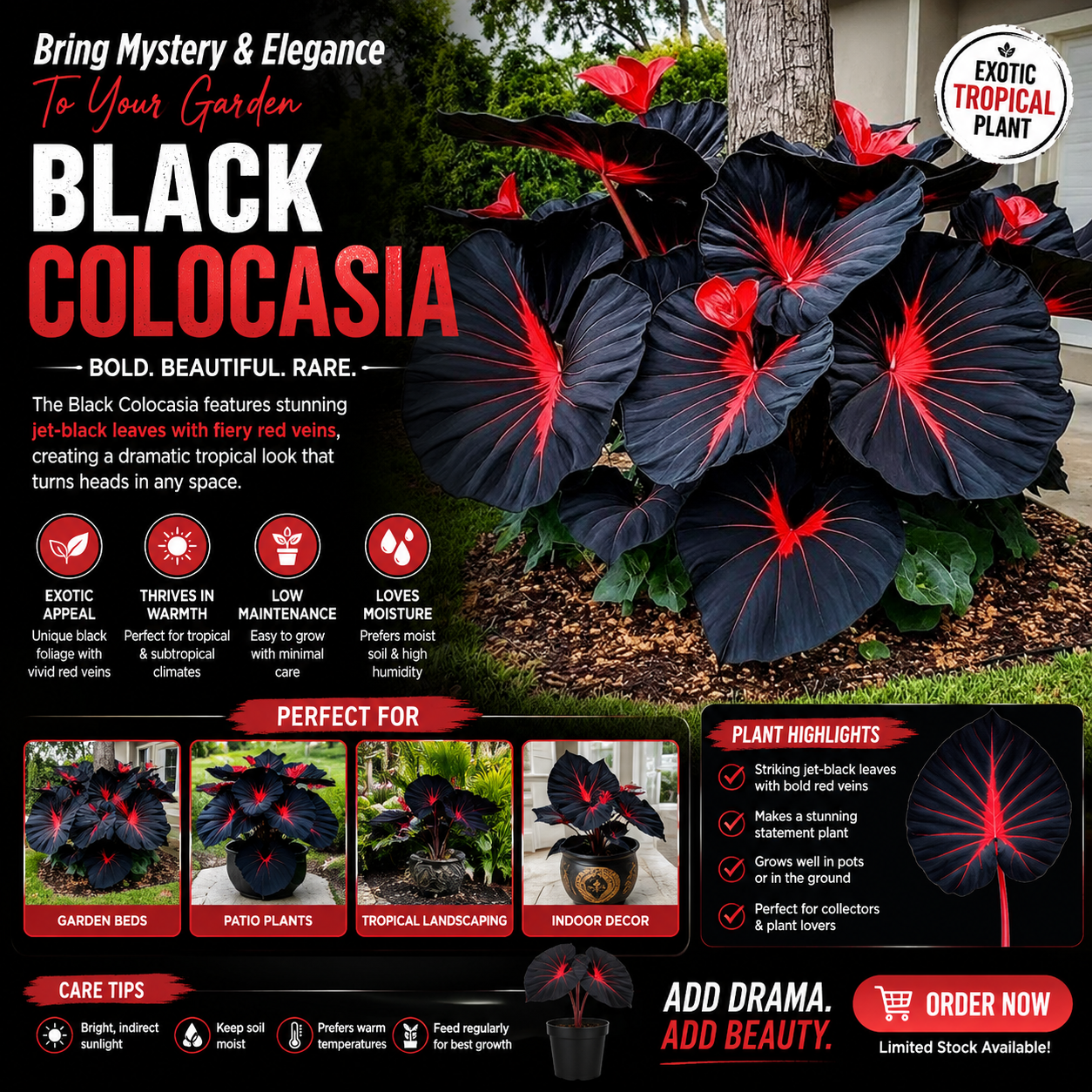 Black Hosta Seeds + Plant Growth Serum Free