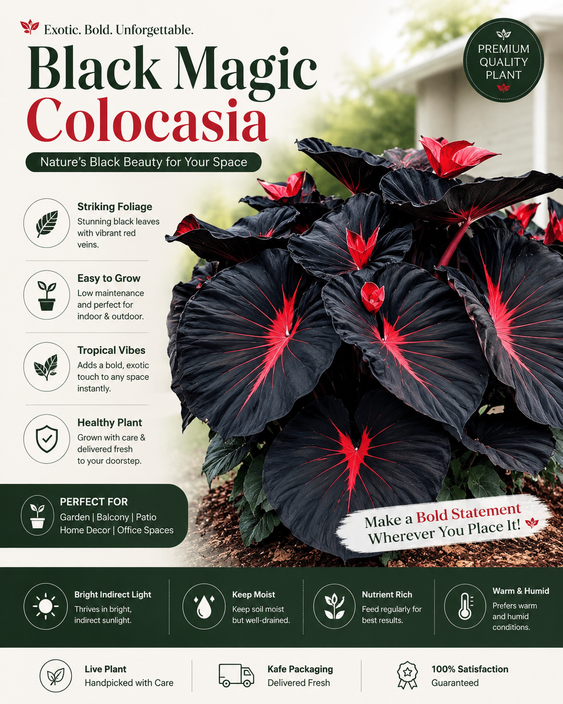 Black Hosta Seeds + Plant Growth Serum Free