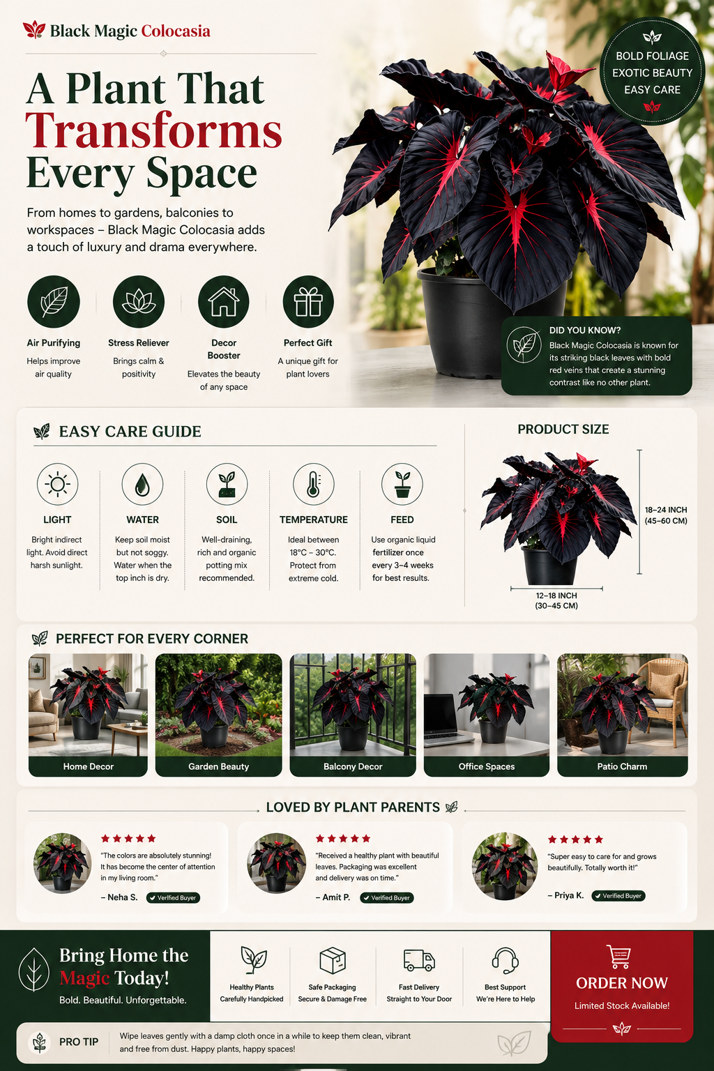 Black Hosta Seeds + Plant Growth Serum Free