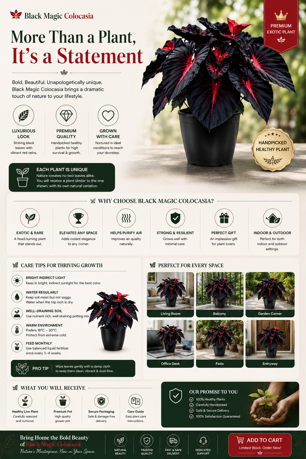 Black Hosta Seeds + Plant Growth Serum Free